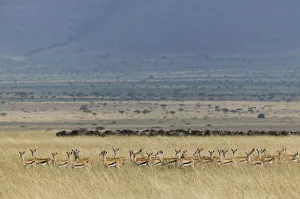 Thomsons gazelle (Eudorcas thomsonii) herd with Wildebeest herd visible beyond Thomsons gazelle (Eudorcas thomsonii) herd with Wildebeest herd visible beyond