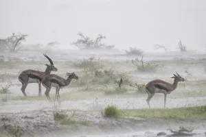 Thomsons gazelle (Eudorcas thomsonii) male and two females standing in rainstorm Thomsons gazelle (Eudorcas thomsonii) male and two females standing in rainstorm