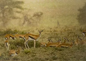 Thomsons gazelle (Eudorcas thomsonii) herd. Serengeti National Park, Serengeti, Tanzania Thomsons gazelle (Eudorcas thomsonii) herd. Serengeti National Park, Serengeti, Tanzania