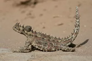 Images Dated 25th October 2002: Thorny devil lizard {Moloch horridus} Gnaraloo, Western Australia
