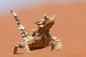 Thorny devil (Moloch horridus) walking over sand dune, Yulara, Northern Territory Thorny devil (Moloch horridus) walking over sand dune, Yulara, Northern Territory