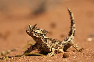 Thorny dragon (Moloch horridus) in desert habitat, Australia Thorny dragon (Moloch horridus) in desert habitat, Australia