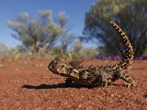 Thorny dragon (Moloch horridus) in desert habitat, Australia Thorny dragon (Moloch horridus) in desert habitat, Australia