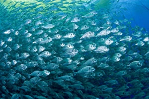 Aquaculture Gallery: Thousand of Gilt-head bream (Sparus aurata) inside a sea cage used for aquaculture