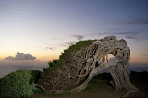 Thousand-year-old Canary Juniper, (Juniperus turbinata canariensis/ Juniperus phoenicea var) Thousand-year-old Canary Juniper, (Juniperus turbinata canariensis/ Juniperus phoenicea var)