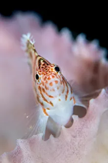 A threadfin hawkfish (Cirrhitichthys aprinus) on a barrel sponge A threadfin hawkfish (Cirrhitichthys aprinus) on a barrel sponge