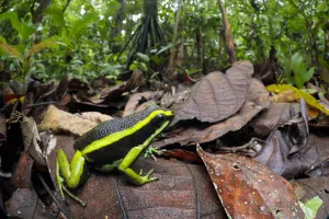 Three-striped poison frog (Ameerega trivittata) amongst leaf litter on lowland rainforest Three-striped poison frog (Ameerega trivittata) amongst leaf litter on lowland rainforest