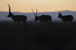 Tibetan antelope / Chiru (Pantholops hodgsonii) three silhouetted Tibetan antelope / Chiru (Pantholops hodgsonii) three silhouetted