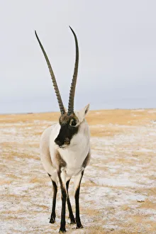 Tibetan antelope (Pantholops hodgsonii) male, Kekexili, Qinghai, Tibetan Plateau Tibetan antelope (Pantholops hodgsonii) male, Kekexili, Qinghai, Tibetan Plateau