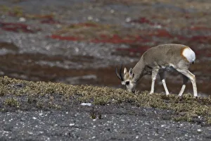 Tibetan gazelle or Goa (Procapra picticaudata), Keke Xili, Changtang, Tibetan Plateau Tibetan gazelle or Goa (Procapra picticaudata), Keke Xili, Changtang, Tibetan Plateau