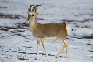 Tibetan gazelle (Procapra picticaudata) in snow. Hoh Xil Nature Reserve, Tibetan plateau Tibetan gazelle (Procapra picticaudata) in snow. Hoh Xil Nature Reserve, Tibetan plateau