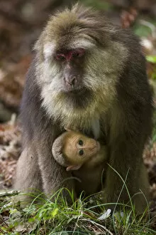Images Dated 21st April 2015: Tibetan macaque (Macaca thibetana) carrying young baby, Tangjiahe Nature Reserve
