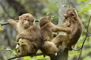 Tibetan macaques (Macaca thibetana) babies playing, Tangjiahe Nature Reserve, Sichuan Tibetan macaques (Macaca thibetana) babies playing, Tangjiahe Nature Reserve, Sichuan