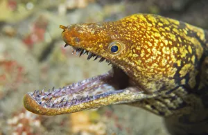 Tiger moray (Enchelycore anatina) portrait, Tenerife, Canary Islands Tiger moray (Enchelycore anatina) portrait, Tenerife, Canary Islands