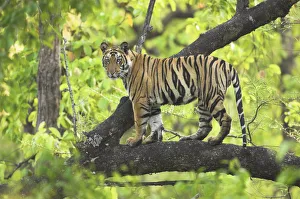 Tiger {Panthera tigris} 14-month Lakshmi cub in tree, Bandhavgarh National Park, India Tiger {Panthera tigris} 14-month Lakshmi cub in tree, Bandhavgarh National Park, India