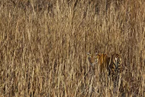 Images Dated 30th January 2009: Tiger (Panthera tigris) camouflaged amongst tall grass, looking back at photographer