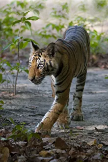 Tiger (Panthera tigris) cub walking. Bandhavgarh National Park, India. Crop of 1487925 Tiger (Panthera tigris) cub walking. Bandhavgarh National Park, India. Crop of 1487925