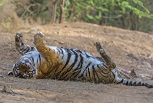 Tiger (Panthera tigris), rolling on back and relaxing after feeding, Ranthambhore National Park Tiger (Panthera tigris), rolling on back and relaxing after feeding, Ranthambhore National Park