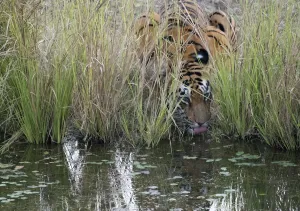 Tigress drinking water (Panthera tigris tigris) hidden in long grass Tigress drinking water (Panthera tigris tigris) hidden in long grass