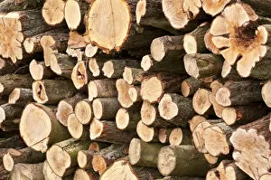 Images Dated 1st November 2010: Timber log pile, Feanedock Wood, The National Forest, Derbyshire, UK, November 2010