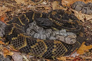 Timber rattlesnake (Crotalus horridus) female with newborn young, Pennsylvania, USA Timber rattlesnake (Crotalus horridus) female with newborn young, Pennsylvania, USA