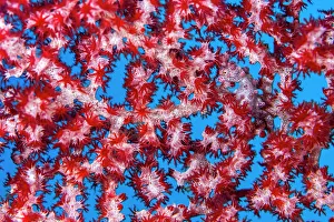 Tiny (1cm) Pygmy seahorse (Hippocampus bargibanti) hides in the branches of its home Tiny (1cm) Pygmy seahorse (Hippocampus bargibanti) hides in the branches of its home