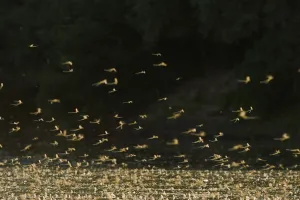 Tisza mayflies (Palingenia longicauda) swarming, Tisza river, Hungary, June 2009= Tisza mayflies (Palingenia longicauda) swarming, Tisza river, Hungary, June 2009=
