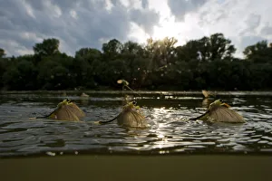 Three Tisza mayflies (Palingenia longicauda) taking off, Tisza river, Hungary, June 2009 Three Tisza mayflies (Palingenia longicauda) taking off, Tisza river, Hungary, June 2009
