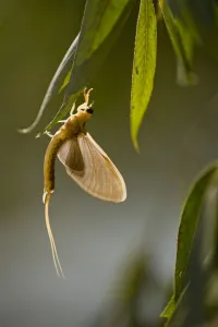 Tisza mayfly (Palingenia longicauda) hanging from a leaf during moult, Hungary, June 2009 Tisza mayfly (Palingenia longicauda) hanging from a leaf during moult, Hungary, June 2009