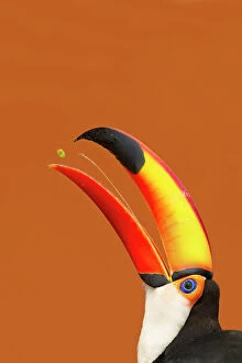 Images Dated 19th March 2014: Toco Toucan (Ramphastos toco) beak open with tongue visible while feeding on mango