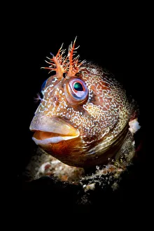 Tompot blenny (Parablennius gattorugine) illuminated by a snooted flash Tompot blenny (Parablennius gattorugine) illuminated by a snooted flash
