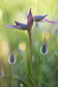Tongue orchid (Serapias lingua) in flower, Gargano NP, Gargano Peninsula, Apulia Tongue orchid (Serapias lingua) in flower, Gargano NP, Gargano Peninsula, Apulia