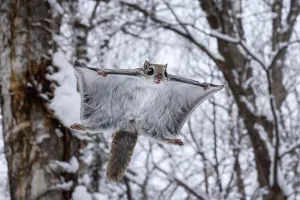 Japanese Dwarf Flying Squirrel Print: Snowy Canopy Glide