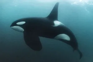Killer whale Print - Underwater Image of Mature Male