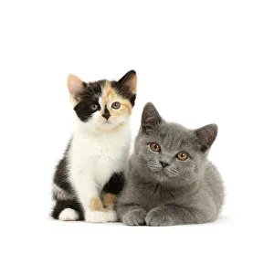 Tortoiseshell kitten and Blue British Shorthair kitten Tortoiseshell kitten and Blue British Shorthair kitten