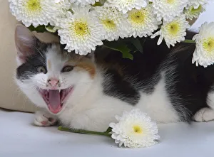 Tortoiseshell Kitten (Felis catus) mouth open, UK Tortoiseshell Kitten (Felis catus) mouth open, UK