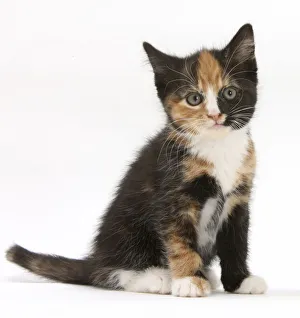 Tortoiseshell kitten, sitting, against white background Tortoiseshell kitten, sitting, against white background