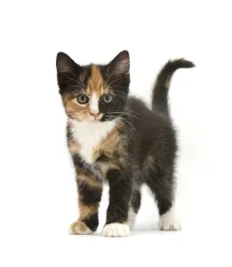 Tortoiseshell kitten, standing, against white background Tortoiseshell kitten, standing, against white background
