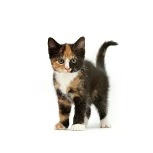 Tortoiseshell kitten, standing, against white background Tortoiseshell kitten, standing, against white background