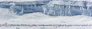 Tourists from Quark Expeditions trip in yellow jackets walking near Emperor penguin Tourists from Quark Expeditions trip in yellow jackets walking near Emperor penguin