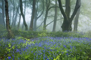Track through Bluebells (Hyacinthoides non-scripta) in the woods near Minterne Magna Track through Bluebells (Hyacinthoides non-scripta) in the woods near Minterne Magna