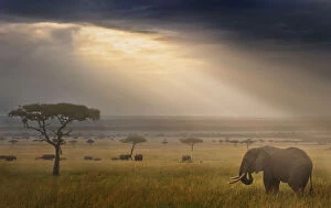 Images Dated 7th September 2011: Tranquil landscape with African elephant (Loxodonta africana) and rays of sunlight at sunrise