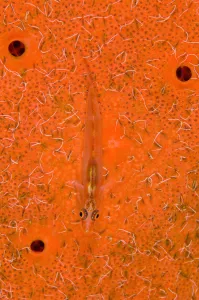 Translucent goby (Bryaninops erythrops) rests on sponge (Pione vastifica) covered in spionid worms Translucent goby (Bryaninops erythrops) rests on sponge (Pione vastifica) covered in spionid worms