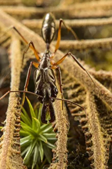 Trap-jaw ant (Odontomachus chelifer) portrait, Wayqecha, Peru Trap-jaw ant (Odontomachus chelifer) portrait, Wayqecha, Peru