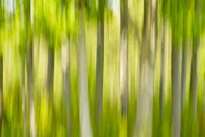 Tree abstract, The National Forest, UK, Spring, 2011 Tree abstract, The National Forest, UK, Spring, 2011
