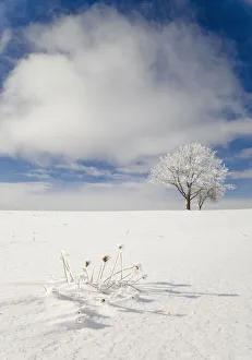 Tree covered with rime ice standing in snow-covered field, Ithaca, New York, USA Tree covered with rime ice standing in snow-covered field, Ithaca, New York, USA