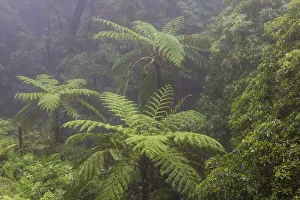 Tree ferns (Cyatheales) in humid laurisilva forest. Natural Monument of Caldeira Velha Tree ferns (Cyatheales) in humid laurisilva forest. Natural Monument of Caldeira Velha