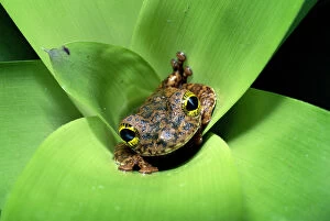 Tree Frogs Gallery: Tree frog (Ostocephalus oophagus) in bromeliad, female lays eggs for her tadpoles to eat