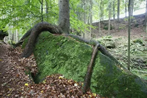 Images Dated 22nd September 2008: Tree with roots growing over large moss covered rock, Ceske Svycarsko / Bohemian