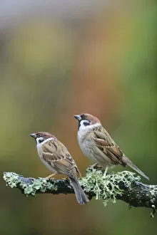 Images Dated 22nd December 2012: Tree sparrows (Passer montanus) perching on a branch in the rain. Perthshire, Scotland